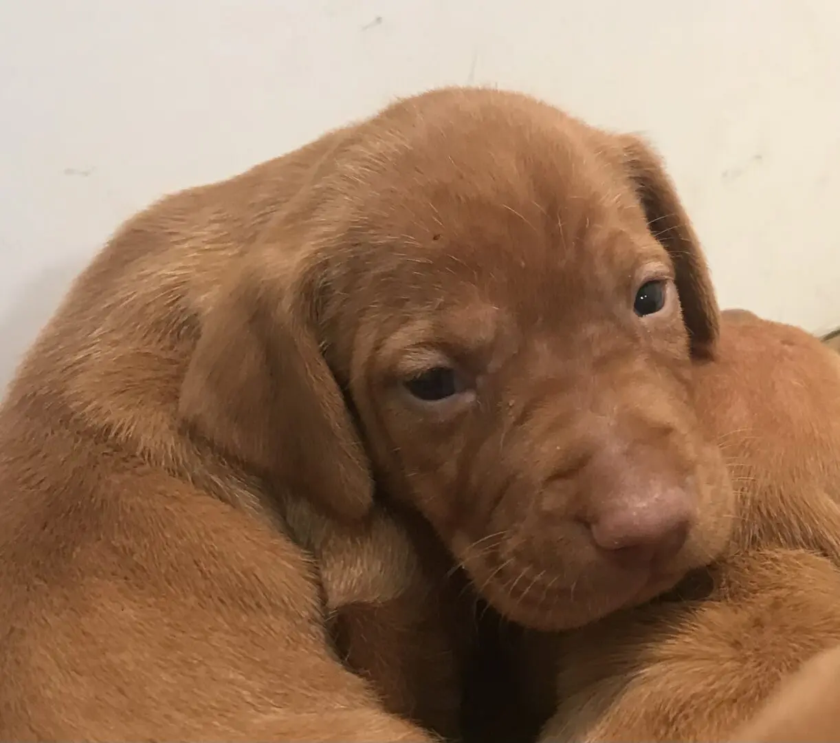 a close-up photo of a brown puppy
