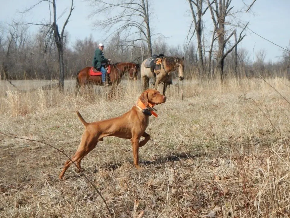 a brown dog