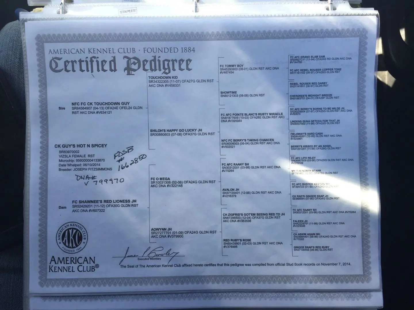 a pedigree certificate