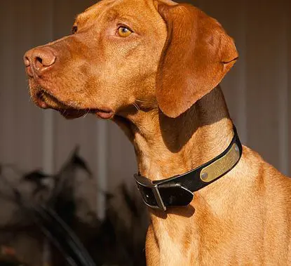a close-up picture of a brown dog