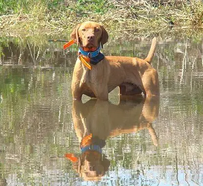 a dog in a lake