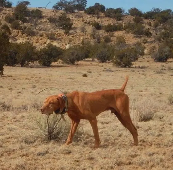 a dog in a deserted field