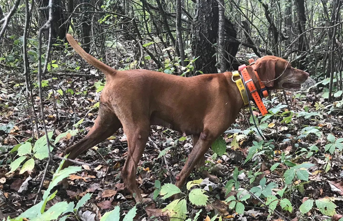 a brown dog in a leafy field