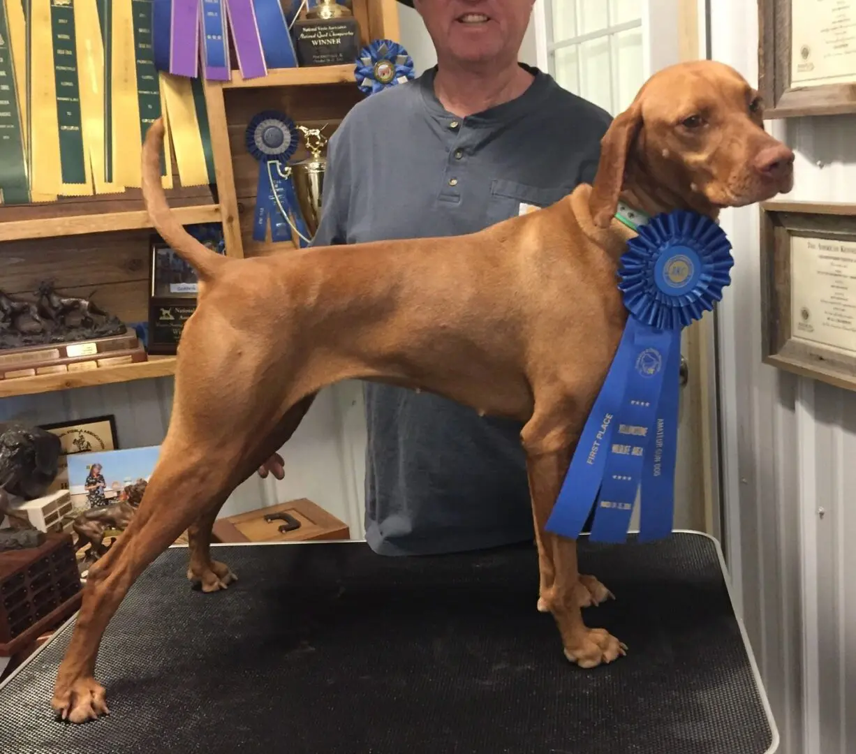 a dog with a blue ribbon