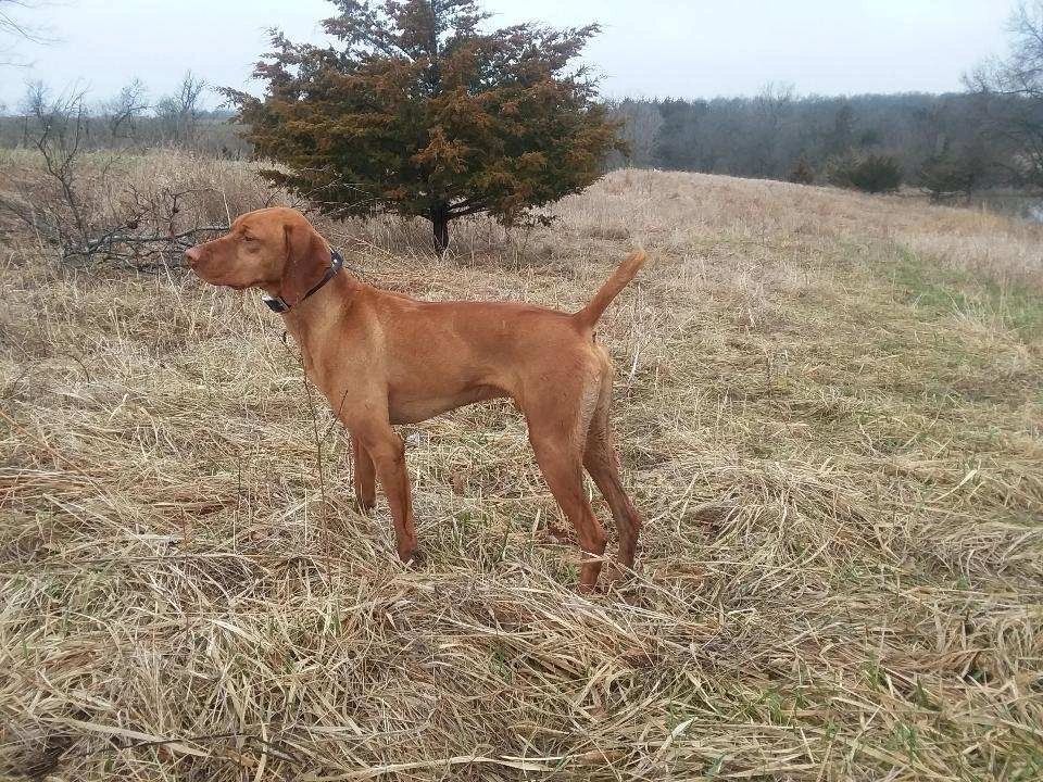 Wirehaired vizsla for sale near clearance me