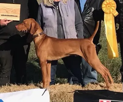 a picture of a dog and ribbon