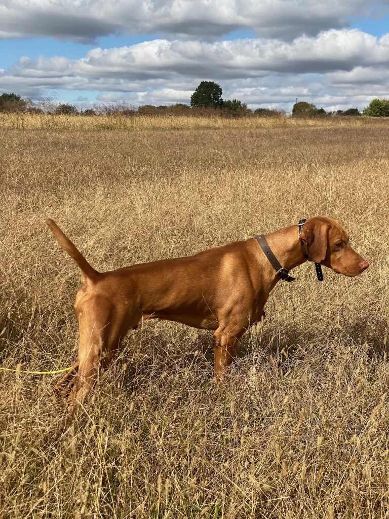 Dog in tall grass field