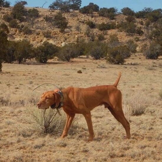 a dog in a deserted field